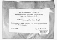 Xanthoparmelia stenophylla image